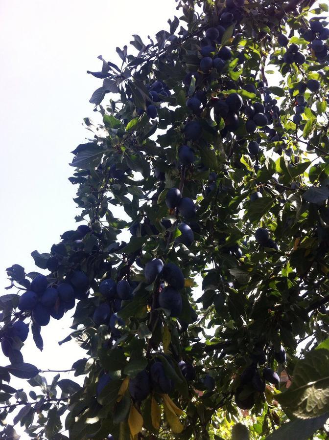 קומאקיו B&B Dai Nonni מראה חיצוני תמונה
